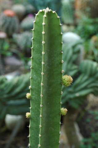 Pachycereus_gaumeri